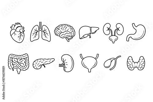 Collection of stylized human internal organ icons for medical illustration