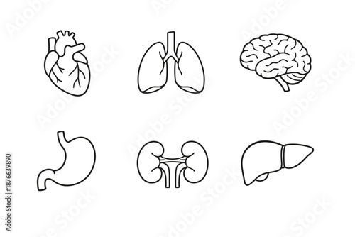 Collection of simple line art icons representing human internal organs