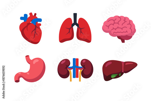 Collection of stylized human internal organs including heart, lungs, brain, stomach, kidneys, and liver