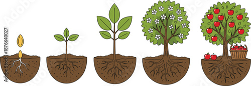 Plant growth stages illustration showing seed sprouting, young plant, sapling, flowering tree, and fruiting apple tree, educational nature diagram for biology, farming, and gardening projects
