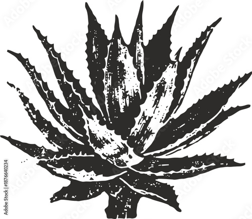 Aloe vera plant illustration detailed black and white botanical drawing, medicinal succulent leaves with spiky edges