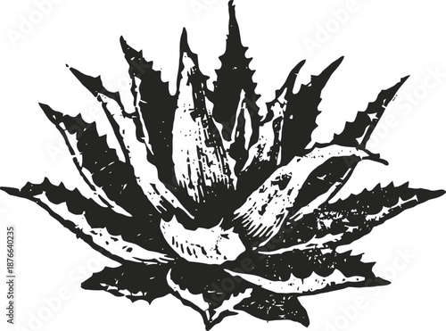 Black and white illustration of agave plant with spiky leaves in detail