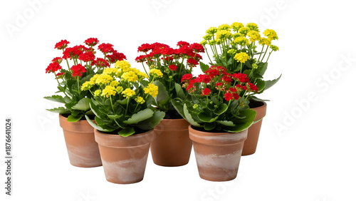 Four potted plants with red and yellow flowers isolated on transparent background