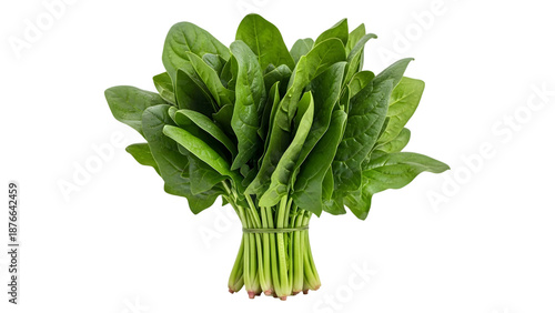 Bundle of fresh green spinach leaves isolated on transparent background