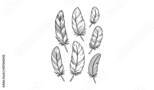 Hand drawn feather vector set with elegant black and white ink line illustrations isolated on white background