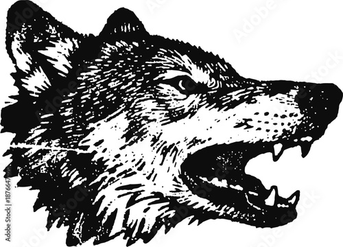 Black and white illustration of a snarling wolf head showing teeth and fur details