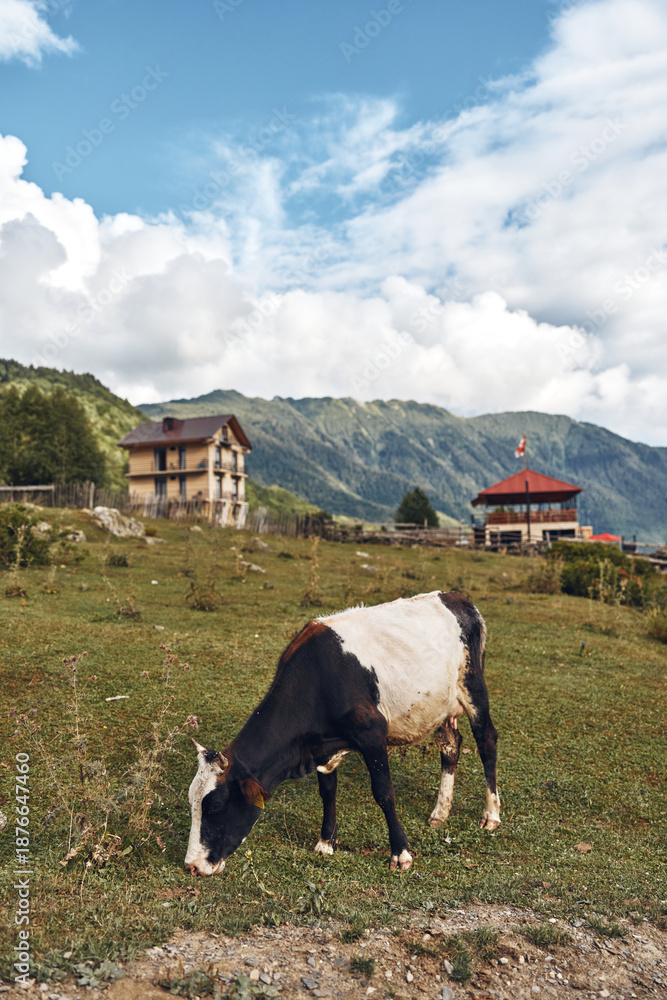 Fototapeta premium Cow grazing on green meadow with farmhouse and mountain landscape and pasture view