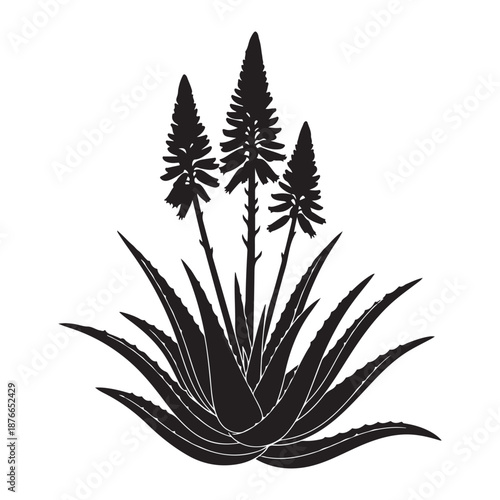 Aloe vera plant silhouette illustration with flower stem on white background iso