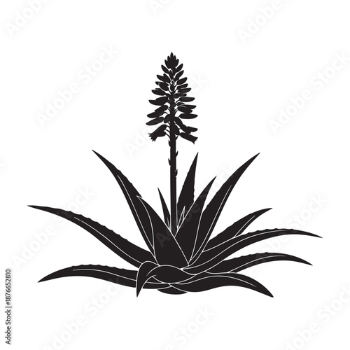Aloe vera plant silhouette illustration with flower stem on white background iso