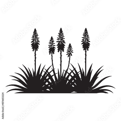 Aloe vera plant silhouette illustration with flower stem on white background iso