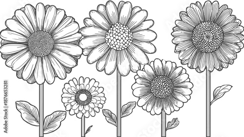 Botanical line art drawing of a cheerful arrangement of daisy and sunflower-like flowers. Hand-drawn floral sketch in black and white.