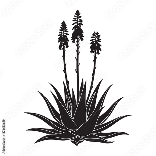 Aloe vera plant silhouette illustration with flower stem on white background iso