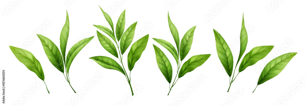 Fototapeta premium Isolated green tea branch with realistic leaves. Natural herbal foliage set perfect for botanical designs, organic food packaging, matcha products, and eco-friendly concepts