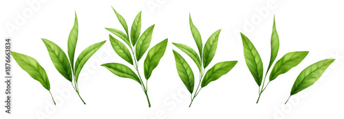 Isolated green tea branch with realistic leaves. Natural herbal foliage set perfect for botanical designs, organic food packaging, matcha products, and eco-friendly concepts