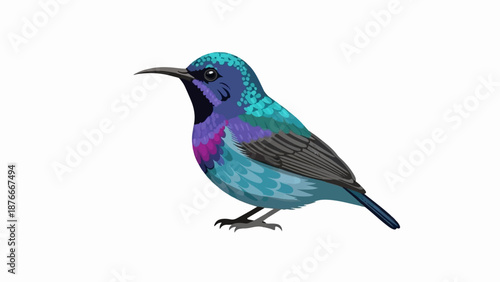 Small bird with iridescent blue, purple, and turquoise plumage, on white background
