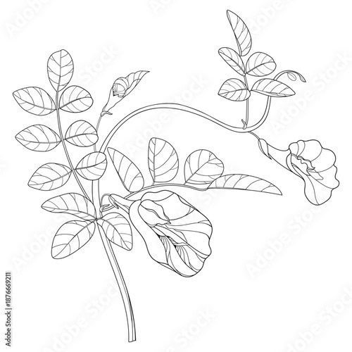 Bunch of outline Clitoria ternatea or Asian butterfly pea flowers and leaves in black isolated on white background.