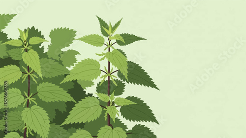 Green leafy nettle plants with pointed leaves and dark stems