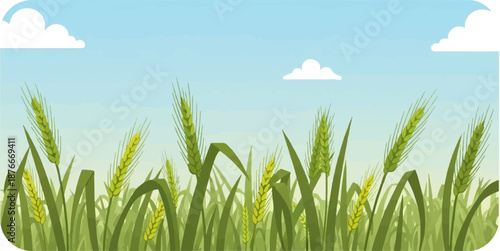 Lush green wheat field under a clear blue sky with fluffy white clouds