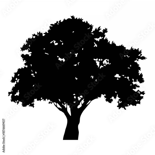 Silhouette of a large tree wi...