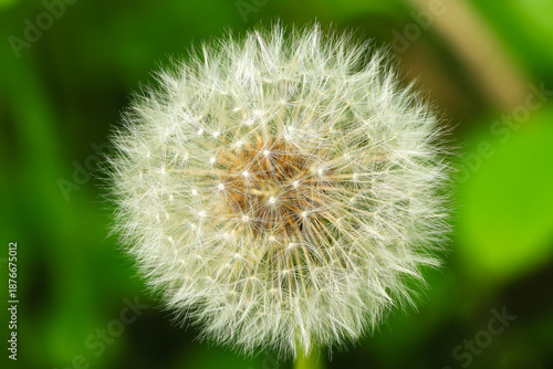 Dandelion fluff alias pappus close up