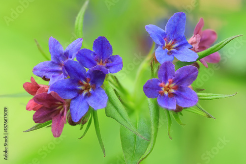 Purple gromwell flower close up