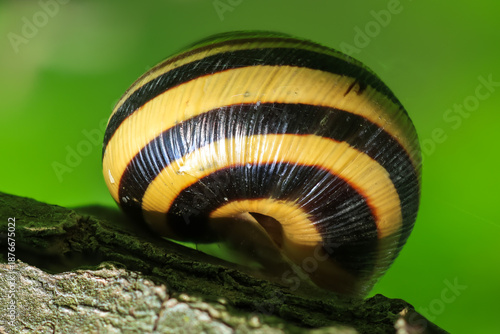 Striped snail shell macro close up