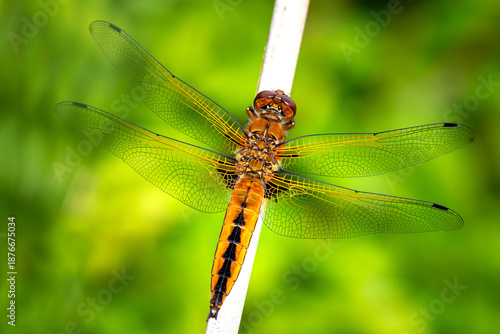 Scarce chaser dragonfly close up