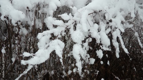 Beautiful Branches Covered In Snow After A Heavy Snowfall Create A Stunning Winter Wonderland. Each Flake Glistens In The Light, Transforming The Landscape Into A Magical Scene Of Serenity And Beauty.