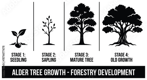 Alder tree growth stages vector illustration: Seedling, sapling, mature tree and old growth forestry development.