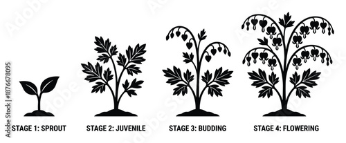 Bleeding Heart Flower Growth Stages Diagram Vector Illustration