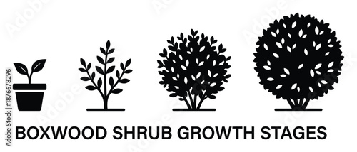 Boxwood Shrub Growth Stages Vector Illustration Diagram Isolated