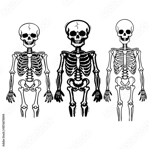 Three human skeletons displayed in a stark white on black illustrative graphic