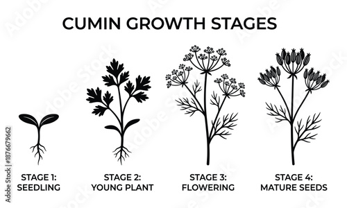 Cumin Growth Stages Vector Illustration: Seedling, Young Plant, Flowering and Mature Seeds