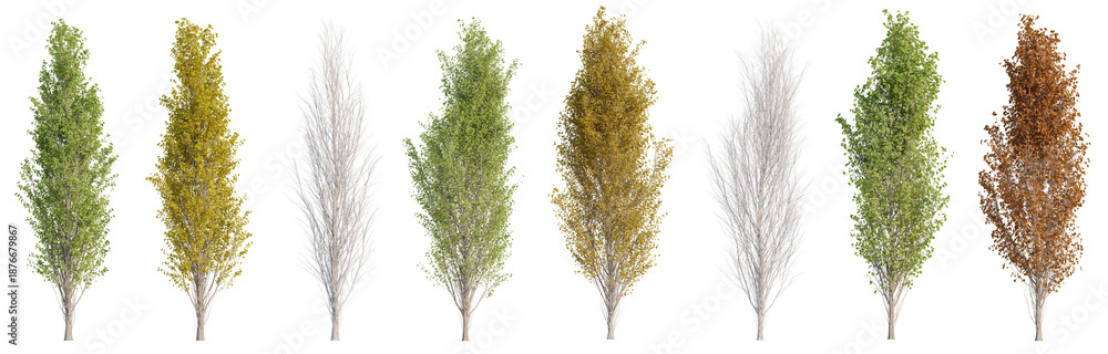 Obraz premium Collection of Lombardy Poplar or Populus nigra trees with isolated on transparent background. PNG file, 3D rendering illustration