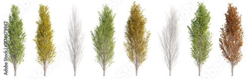 Collection of Lombardy Poplar or Populus nigra trees with isolated on transparent background. PNG file, 3D rendering illustration