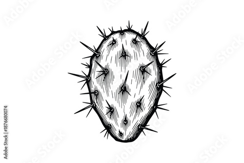 Prickly pear cactus pad illustration, botanical engraving of a prickly pear cactus on a white backdrop.