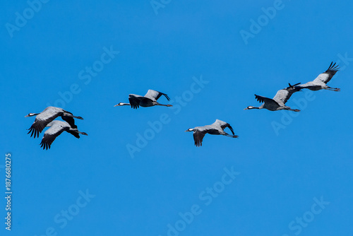 Tableau sur toile Kranichzug im Herbst in Linum