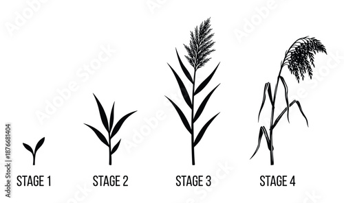 Reed Growth Stages Vector Illustration, Common Reed Plant Life Cycle Diagram in Detail, Isolated Plant Silhouette