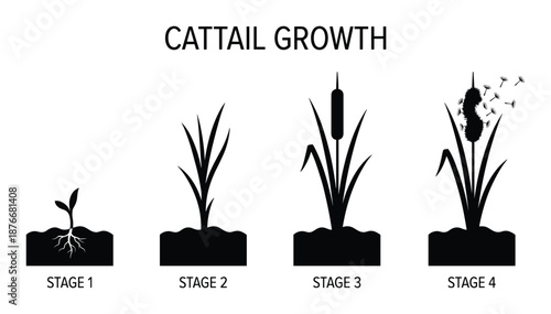 Cattail Growth Stages Vector Illustration Diagram, Plant Development Cycle Stages