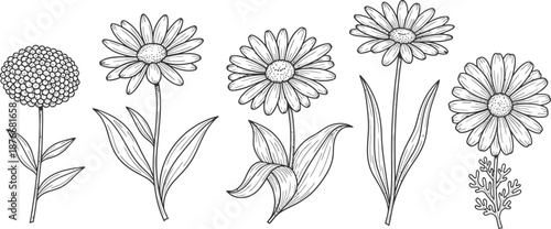 Beautiful collection of hand drawn flowers with delicate petals and leaves