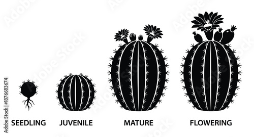 Cactus Life Cycle Stages Silhouette: Seedling, Juvenile, Mature, and Flowering Plant Stages