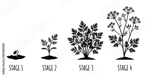 Dill Plant Growth Stages Vector Illustration, Life Cycle Germination Seedling, Vegetative Maturity diagram.