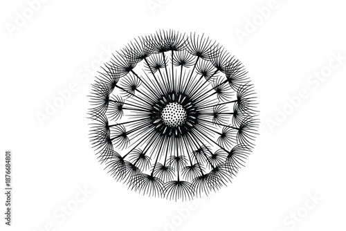 Dandelion seed head in detailed black and white line art, representing fragility and dispersal