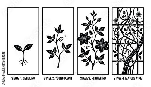 Plant Growth Stages Diagram: Seedling, Young Plant, Flowering and Mature Vine Vector Illustration