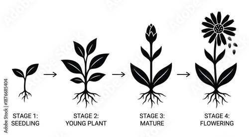 Plant Life Cycle Stages Seedling to Flowering Process Illustration