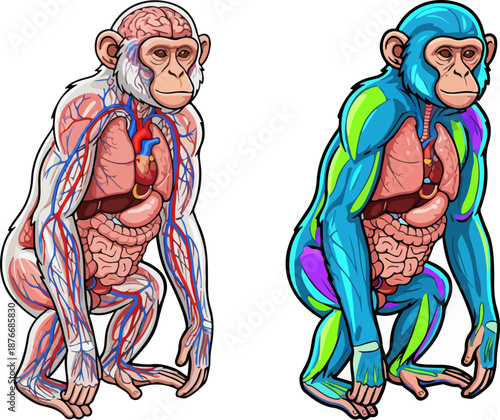 Transparent Monkey Anatomy Vector Illustration