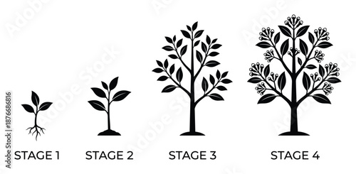 Tree Growth Stages Vector Illustration, Life Cycle from Germination to Maturity Diagram