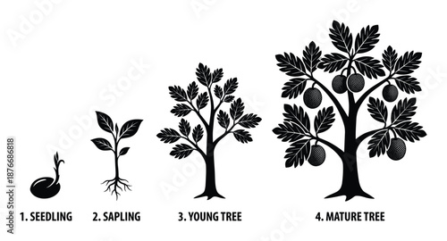 Tree growth stages vector illustration, seedling sapling young mature plant development diagram silhouette