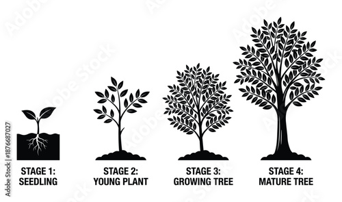 Tree Life Cycle Stages Illustration: Seedling, Young Plant, Growing Tree and Mature Tree