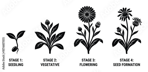 Flower Growth Stages Vector Illustration, Life Cycle Germination Seedling, Vegetative diagram in detail